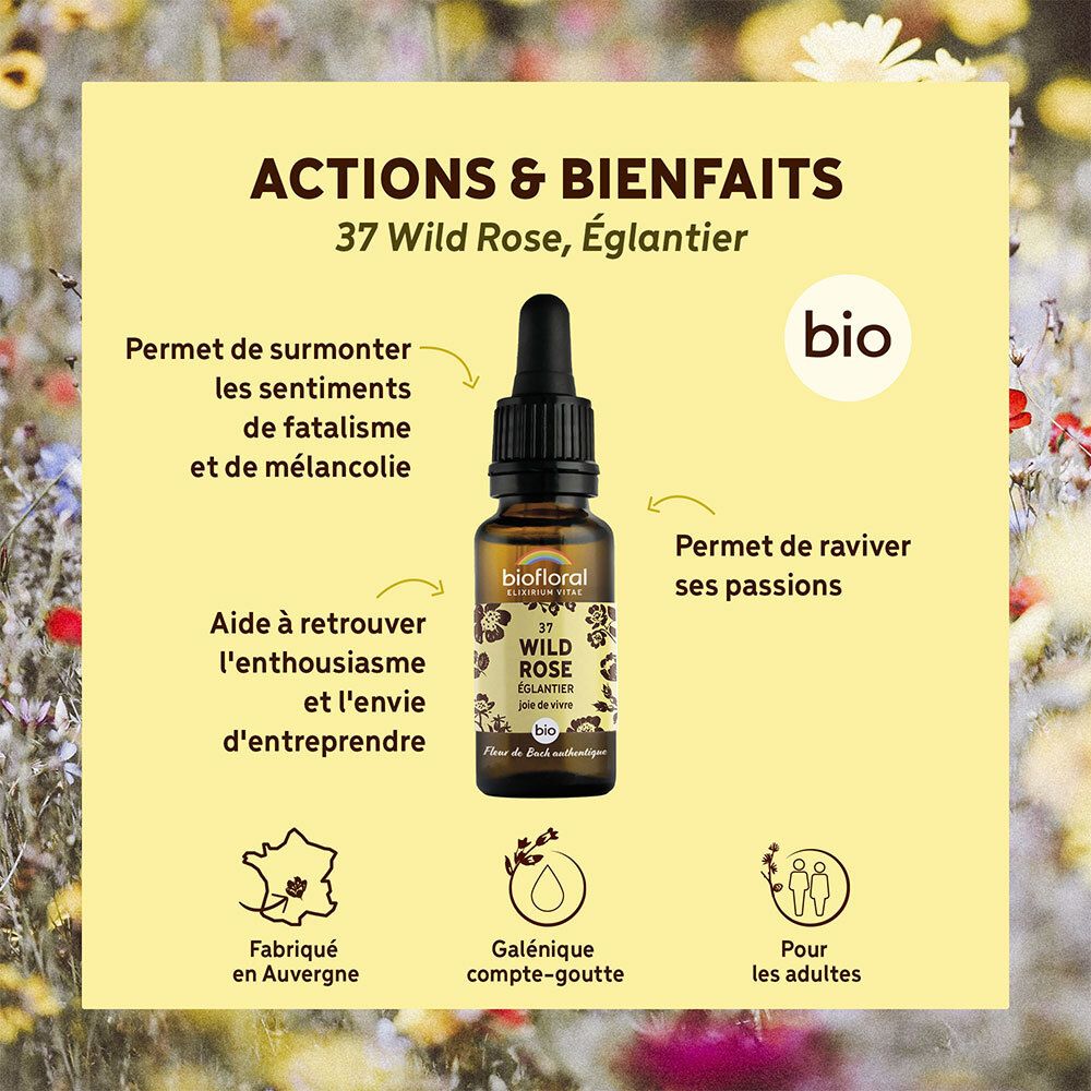Fond jaune avec flacon. Texte: Actions & Bienfaits, Wild Rose, logo bio, origine.