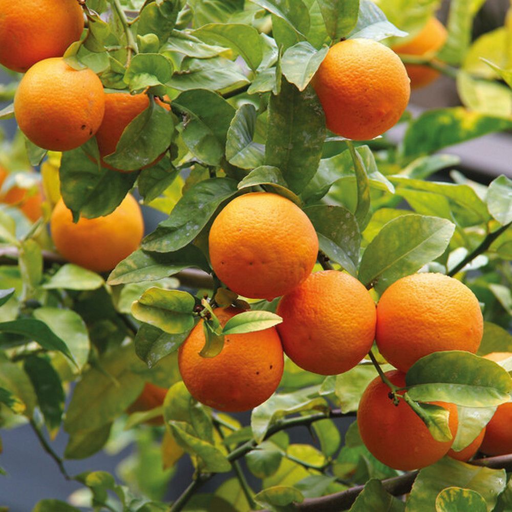 Branches avec oranges mûres et feuilles vertes. Les fruits sont ronds et oranges. Quelques feuilles sont visibles.
