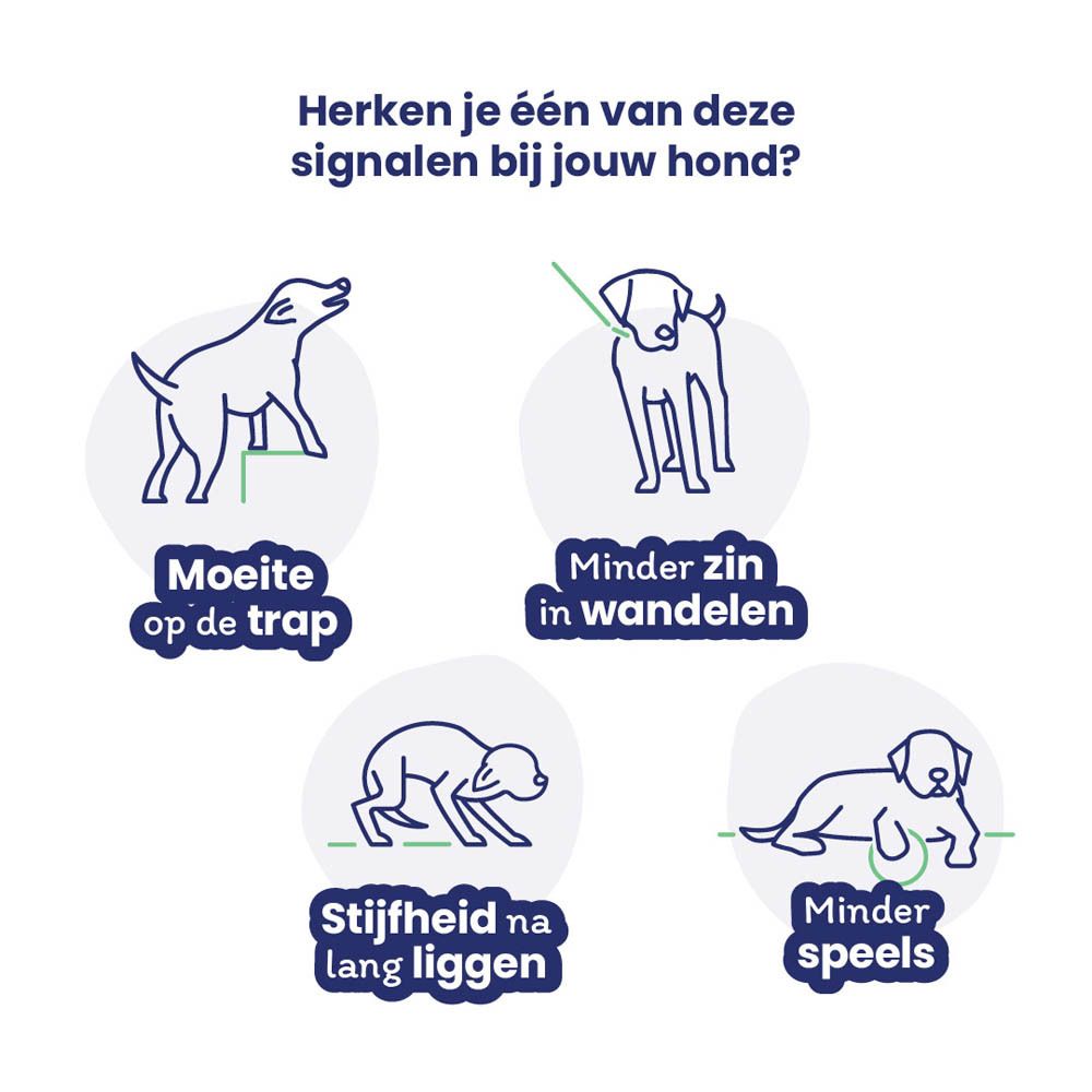 Illustraties van honden met symptomen. Moeite met traplopen, minder zin in wandelen, stijfheid.