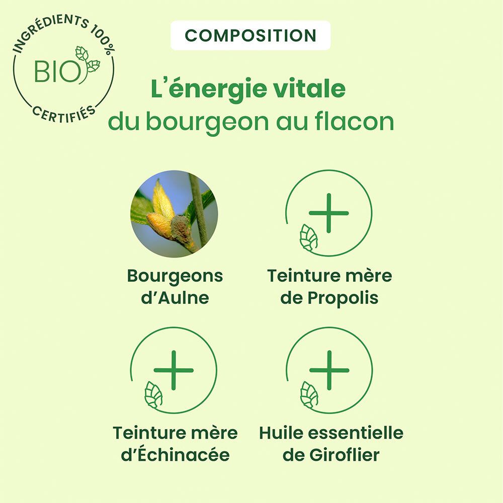 Graphique avec ingrédients. Montre : bourgeons d'Aulne, teinture mère de Propolis, teinture mère d'Échinacée, huile essentielle de Giroflier.