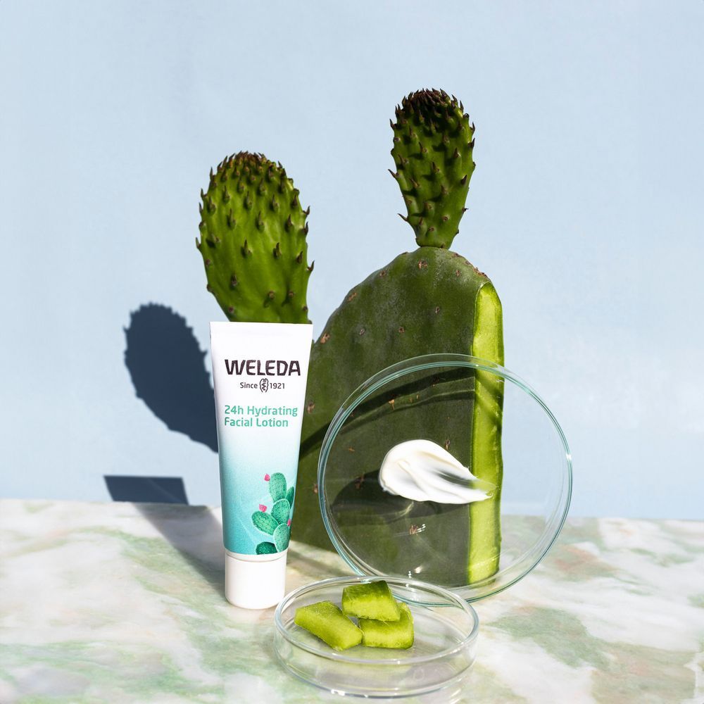 Tube de fluide hydratant Weleda à côté d'un cactus et d'une boîte de Pétri avec de la crème. Fond bleu clair.