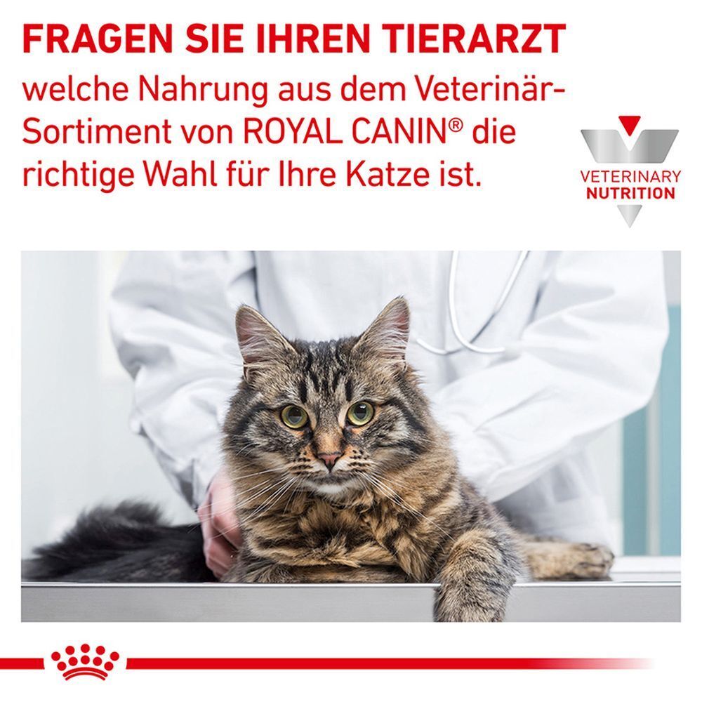 Katze auf einem Untersuchungstisch, Tierarzt im Hintergrund. Empfehlung zur Futterwahl.