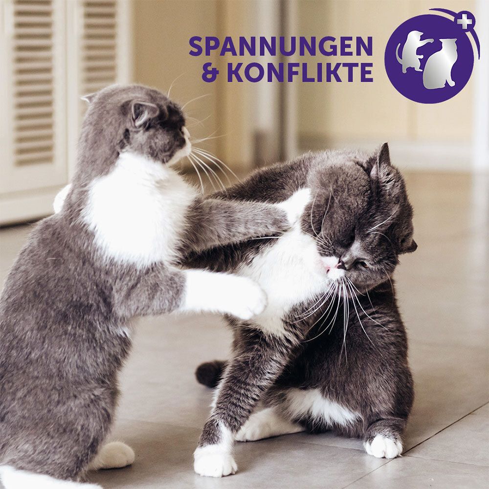 Deux chats se battent. Texte : Tensions & Conflits.
