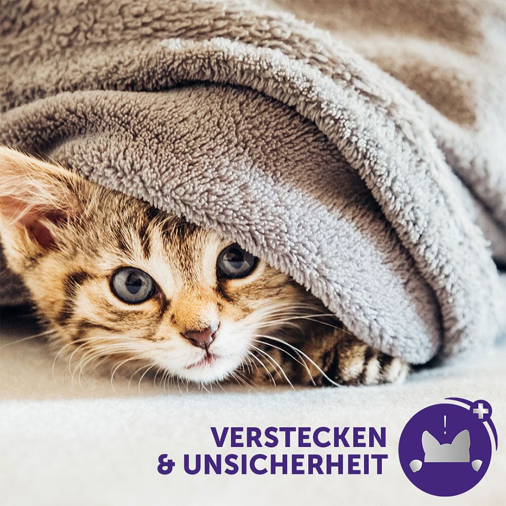 Chat caché sous une couverture. Texte : Se cacher & Insécurité.