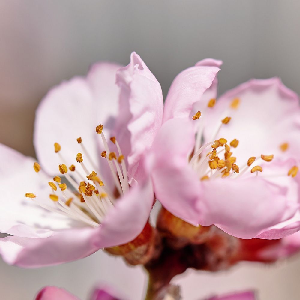 Close-up van twee roze bloemen met gele meeldraden. Bloemblaadjes licht geopend, wazige achtergrond.