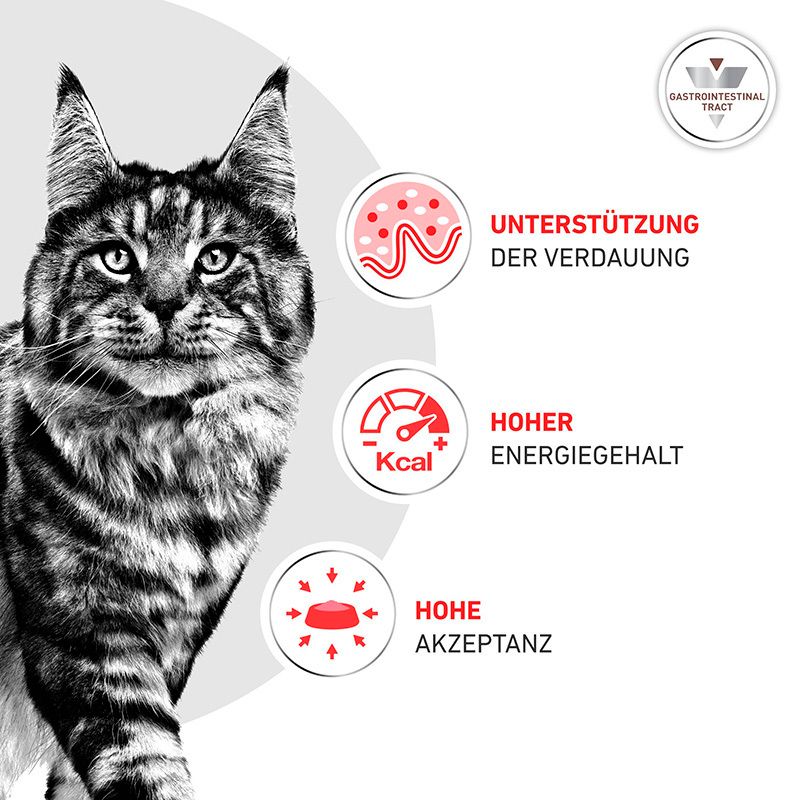 Maine Coon Katze neben Icons für Verdauungsunterstützung, hohen Energiegehalt und hohe Akzeptanz.
