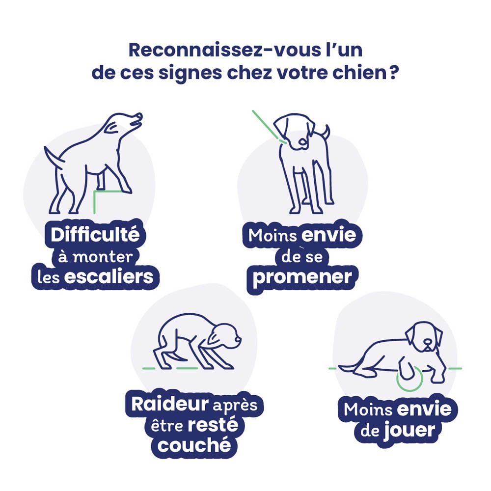 Illustrations de chiens avec symptômes. Texte: Difficulté à monter les escaliers, moins envie de se promener.