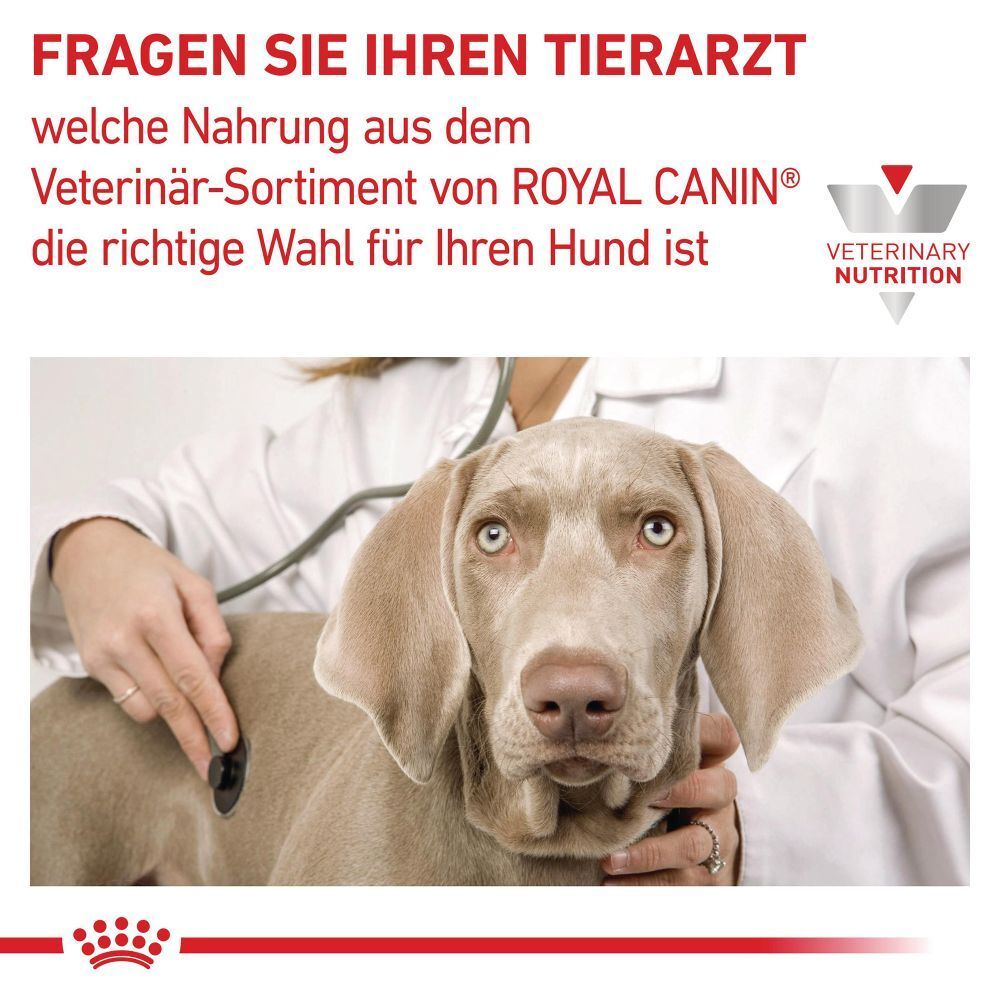 Tierarzt fragt nach passender Royal Canin Veterinär-Nahrung für den Hund.
