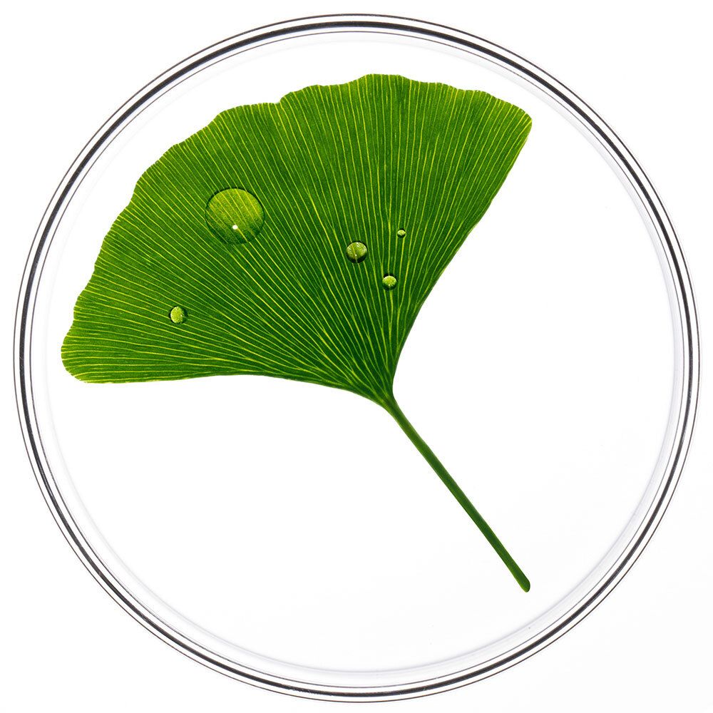 Ginkgoblatt mit Wassertropfen in einer Petrischale.
