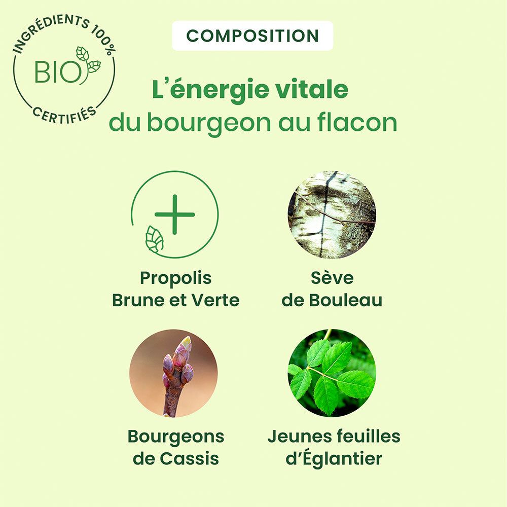 Graphique ingrédients : Propolis, sève de bouleau, bourgeons de cassis, jeunes feuilles d'églantier. Bio.