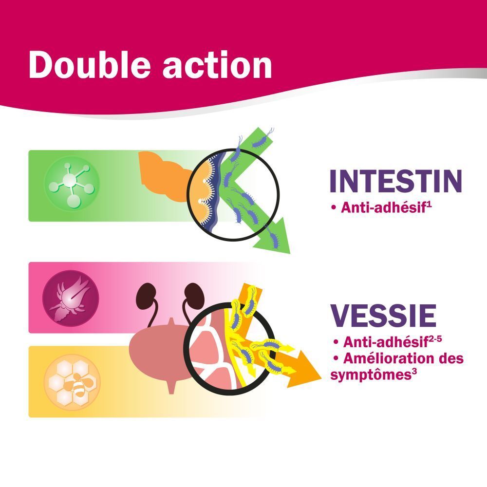 Graphique : Double action. Intestin : Anti-adhésif. Vessie : Anti-adhésif, amélioration des symptômes.