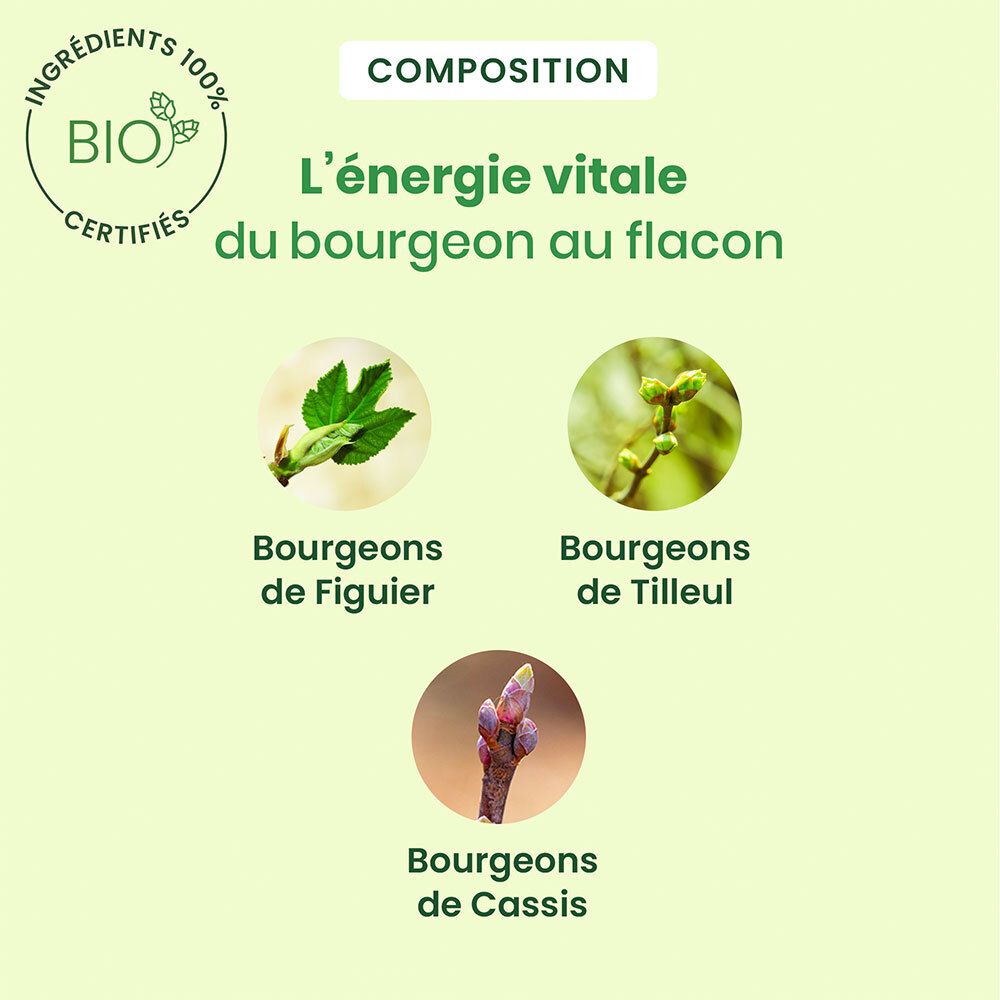 Grafiek met ingrediënten: Vijgenknoppen, lindeknoppen, zwarte bessenknoppen. Bio-certificering. Tekst: De energie van de knop in de flacon.