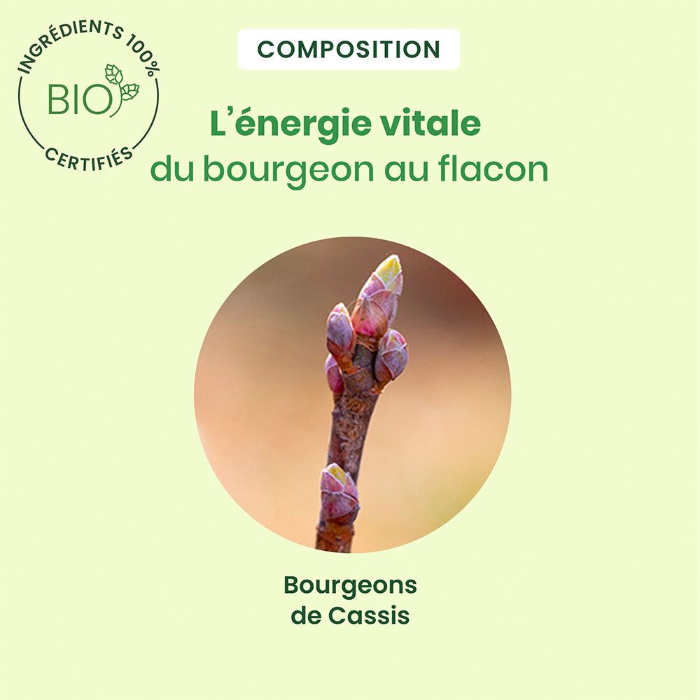 Gros plan sur des bourgeons sur une branche. Texte: L'énergie du bourgeon dans le flacon.