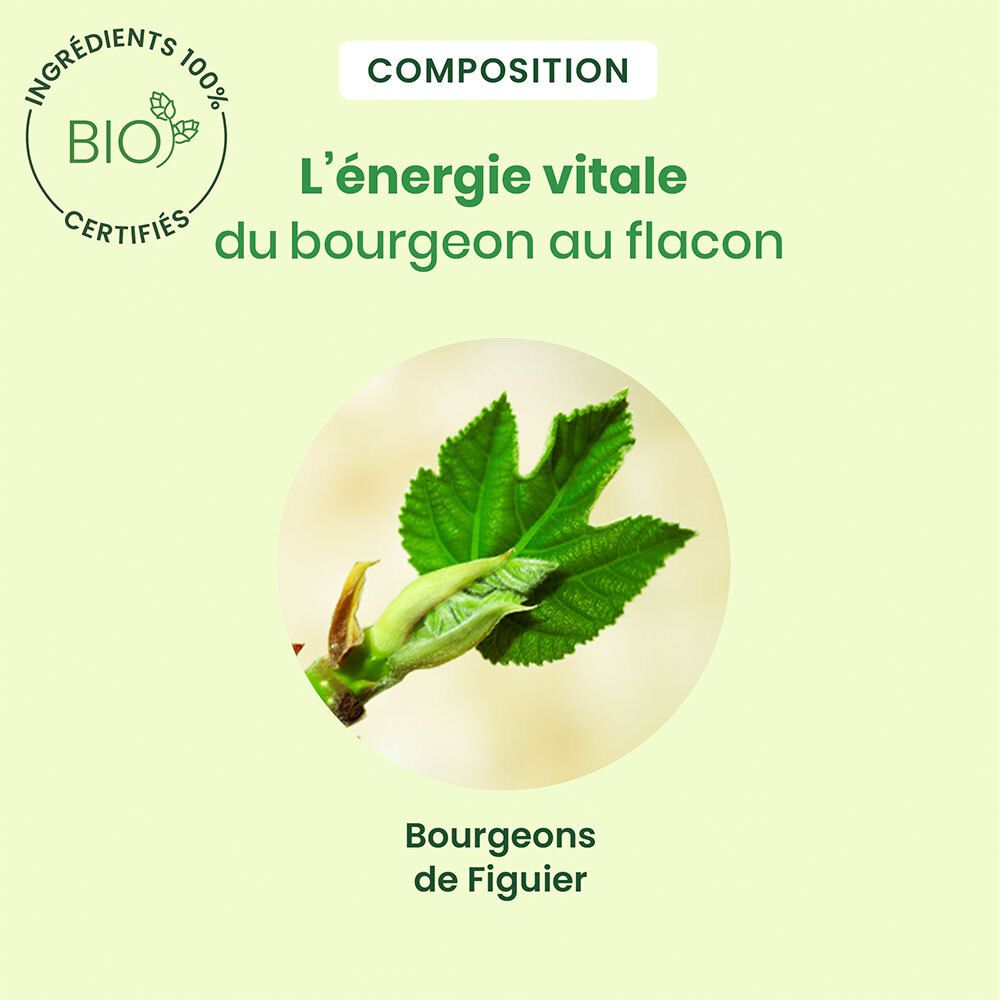 Gros plan d'une feuille verte avec un bourgeon. Texte: L'énergie de la gemmothérapie dans le flacon.