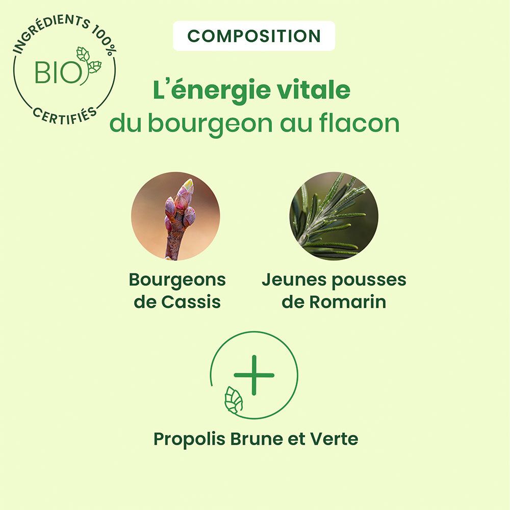 Graphique avec ingrédients: Bourgeons de Cassis, Jeunes pousses de Romarin, Propolis. Texte: 'L'énergie vitale du bourgeon au flacon'.