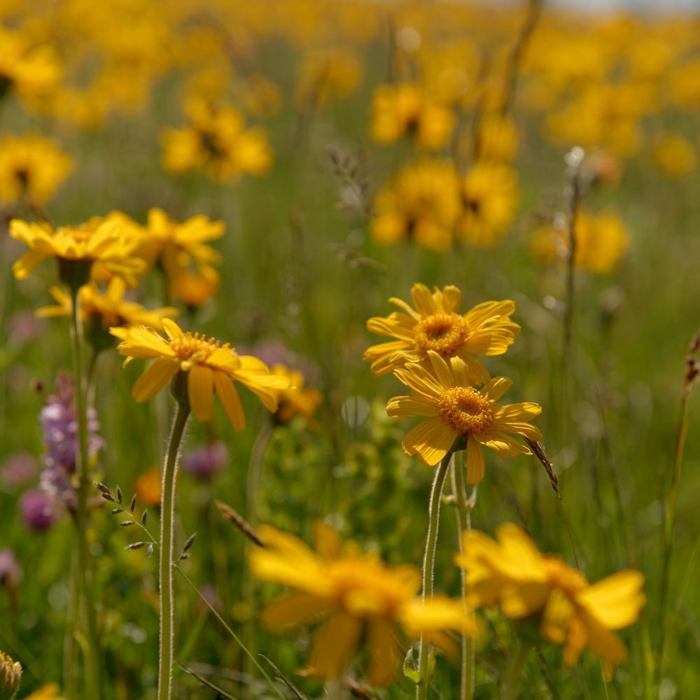 Nahaufnahme von gelben Arnika-Blüten in einem Feld mit grüner Vegetation und unscharfem Hintergrund.