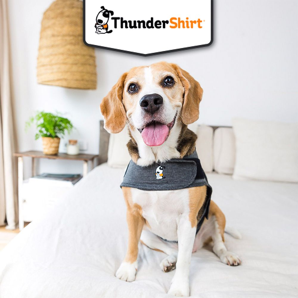 Hund mit Shirt sitzt auf einem Bett. Der Hund schaut in die Kamera.
