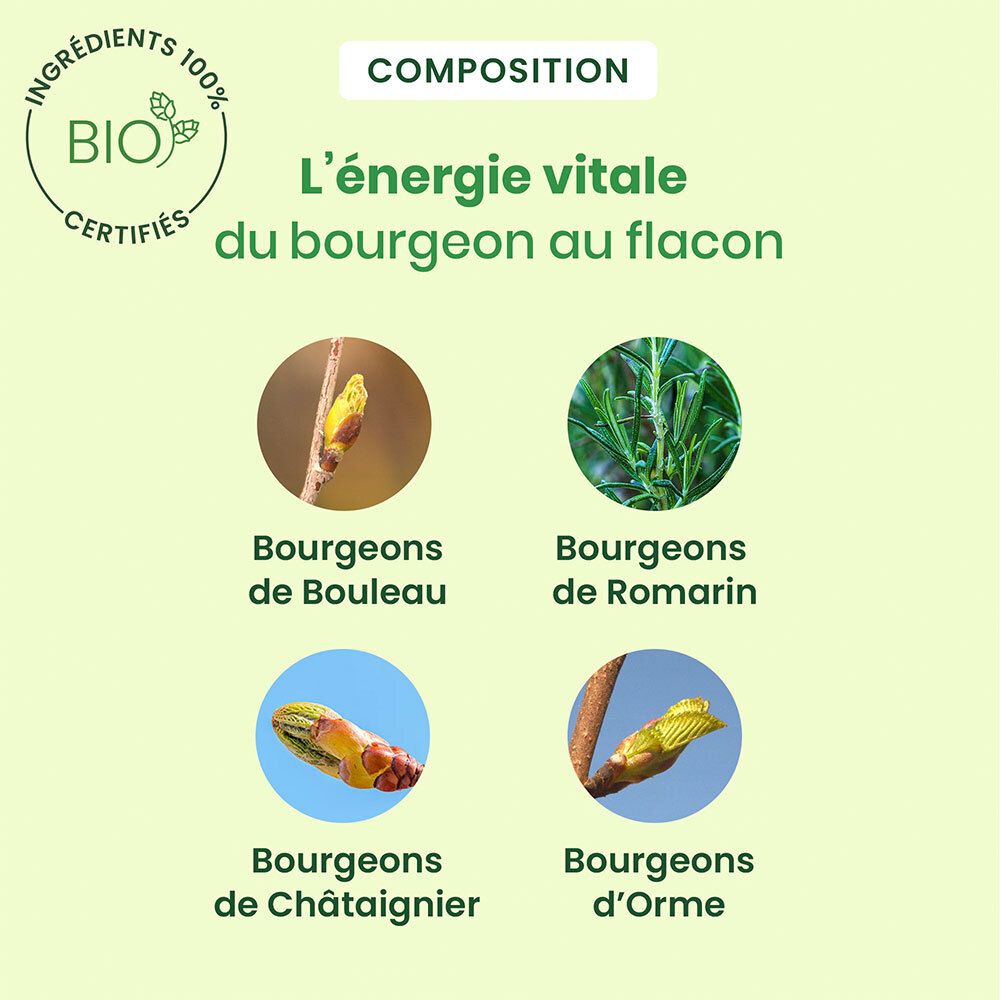 Graphique avec quatre bourgeons : Bouleau, Romarin, Châtaignier, Orme. Certification Bio. Texte : "L'énergie vitale du bourgeon au flacon".