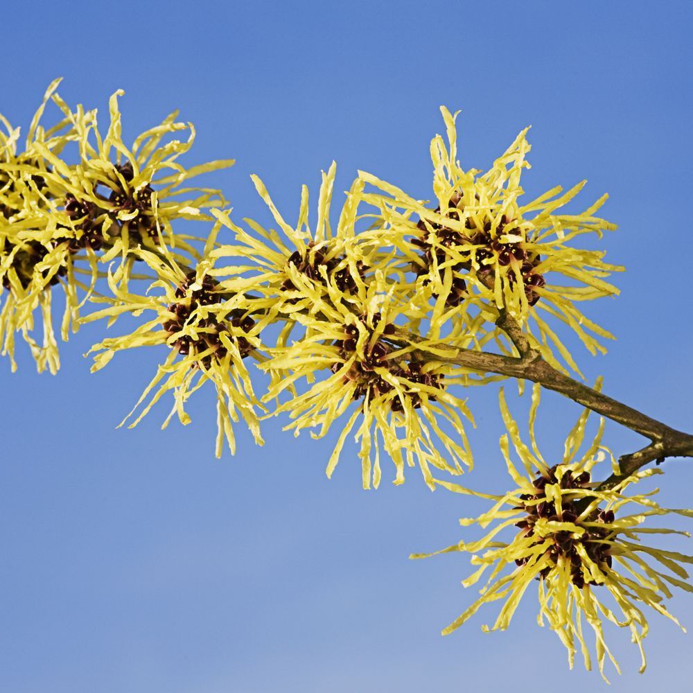 Gros plan de fleurs jaunes sur une branche. Fond bleu.