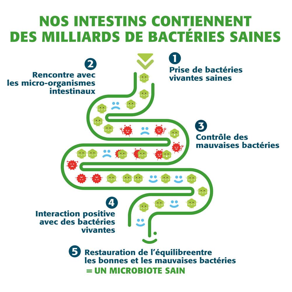 Infographie sur la santé intestinale. Texte en français.