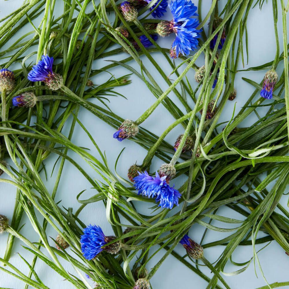 Nahaufnahme von blauen Kornblumen und grünen Blättern auf hellblauem Hintergrund. Natürliches Thema.