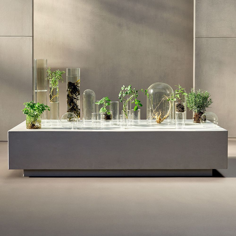 Diverses plantes dans des récipients en verre sur une surface grise.