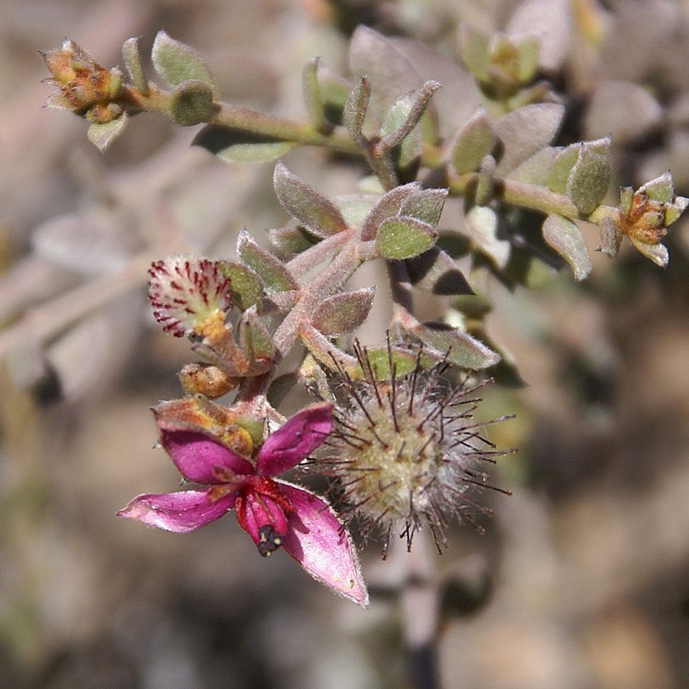 Weleda Ratanhia Zahncreme