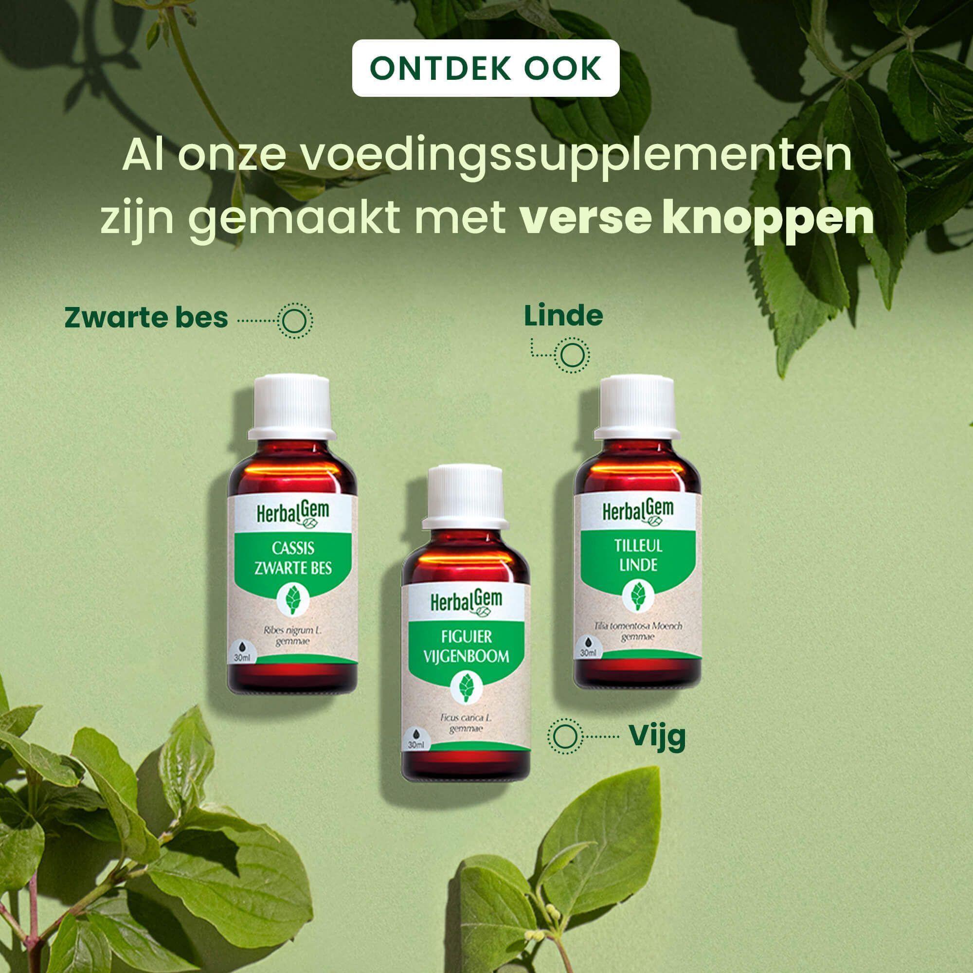 Drie flessen HerbalGem. Cassis, Figuier, Tilleul. Tekst: Alle supplementen met verse knoppen.