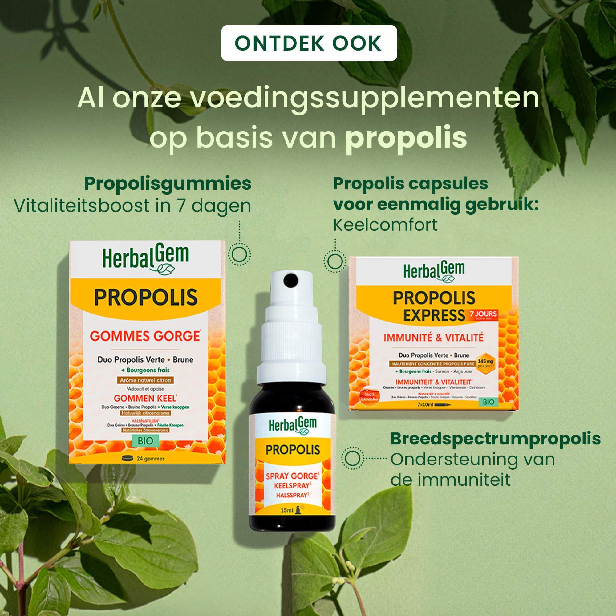 Open blik HerbalGem Propolis Junior Bio Gommes Gorge. Gummies en gebruikstips: Vanaf 6 jaar, max. 9 gummies.