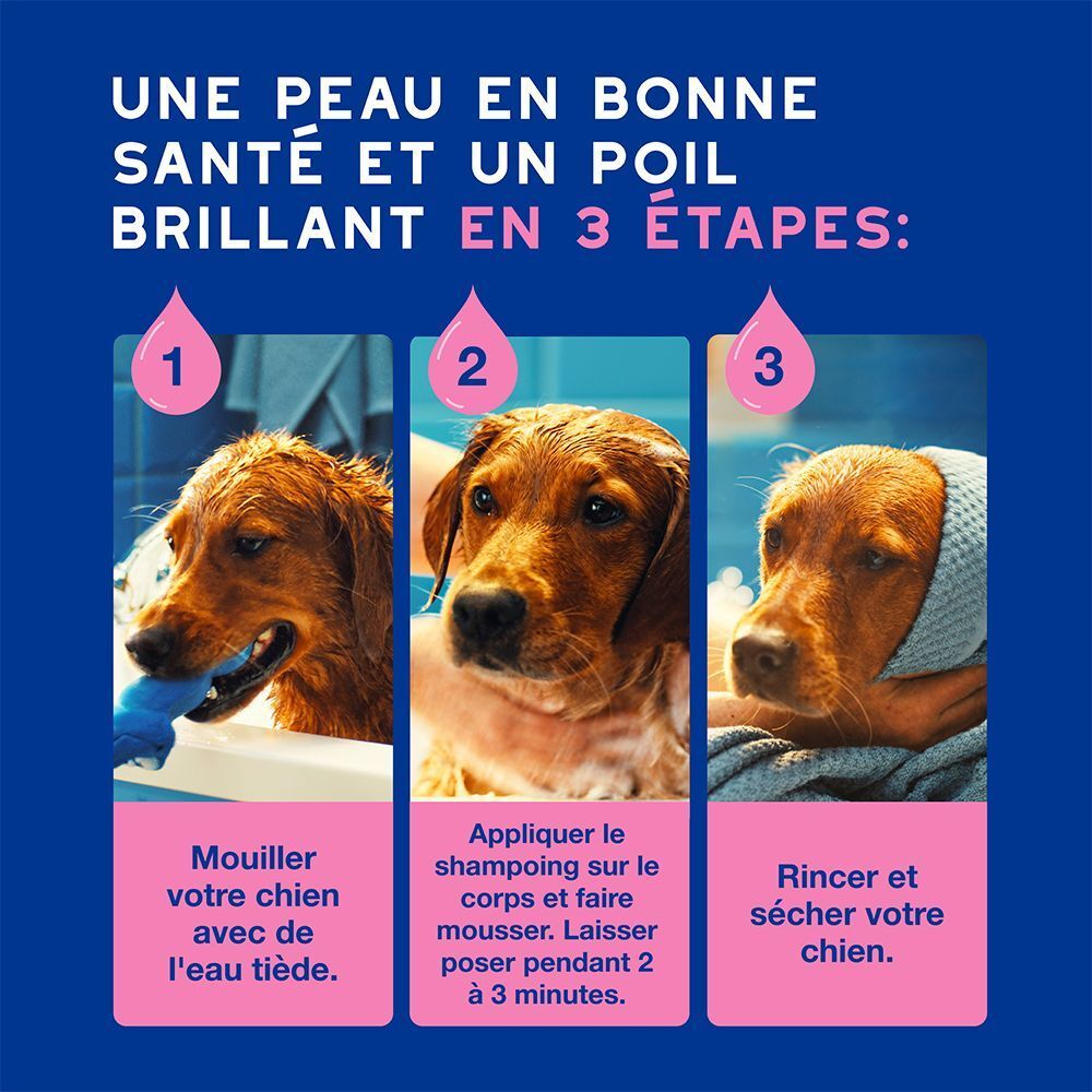 Trois étapes pour le toilettage d'un chien : mouiller, shampouiner, rincer et sécher.
