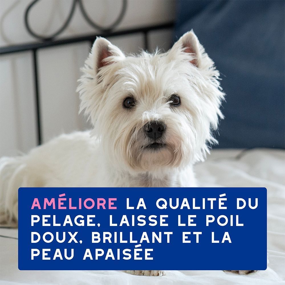 Un West Highland Terrier blanc sur un lit, son pelage est brillant.