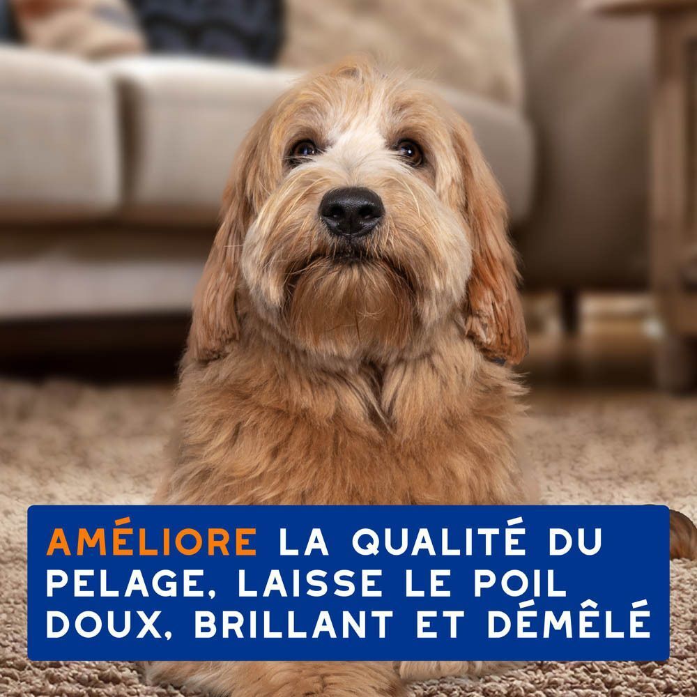 Un chien au pelage hirsute est assis sur un tapis.