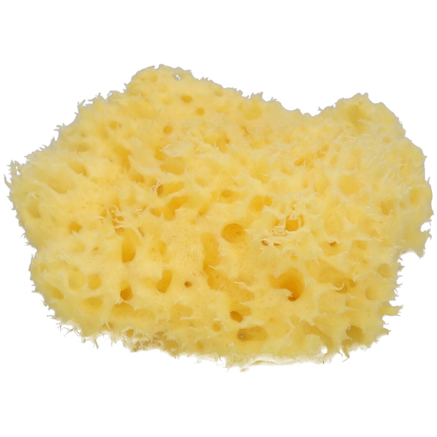 Éponge naturelle jaune clair, forme irrégulière et texture poreuse. Vue rapprochée sur fond blanc.