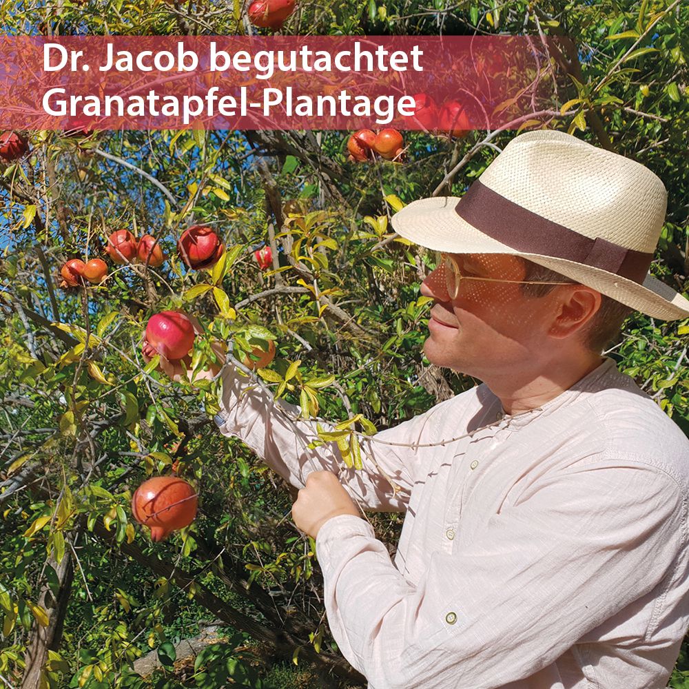 Mann begutachtet Granatapfel-Plantage. Mann mit Hut und Brille. Rote Granatäpfel.