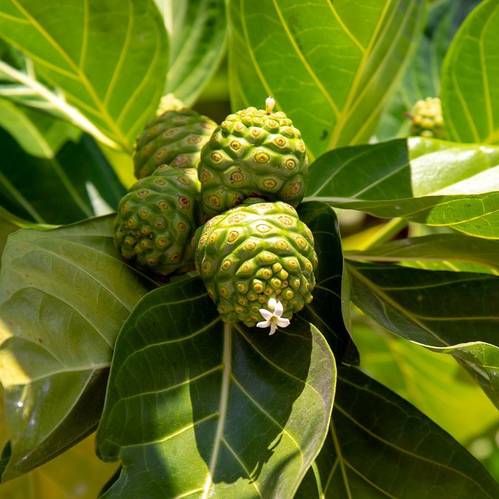 Nahaufnahme von Noni-Früchten an einem Baum. Grüne Früchte mit unebener Oberfläche und kleine weiße Blüten.