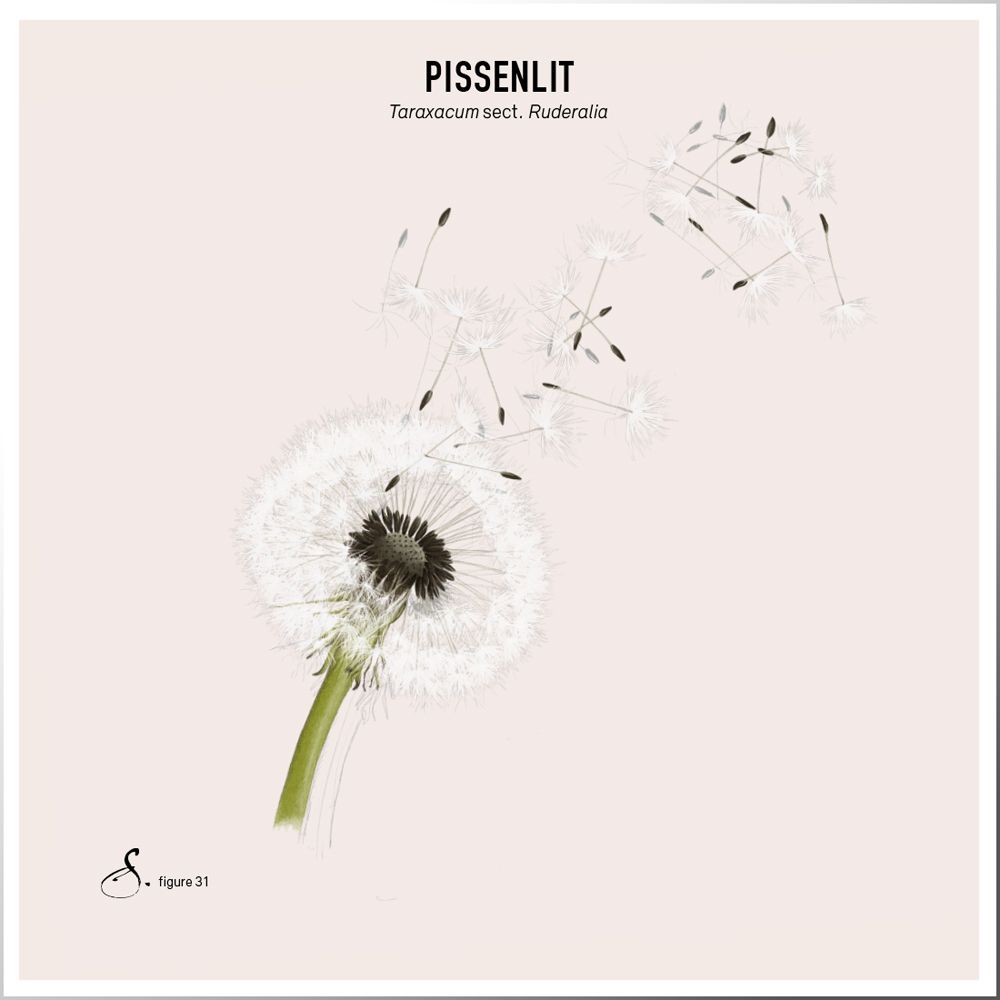 Illustration einer Pusteblume. Text: Pissenlit, Taraxacum sect. Ruderalia.