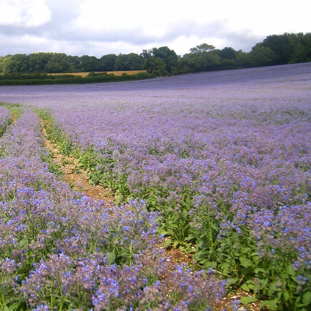 Feld mit blühenden, lila Borretschblumen unter bewölktem Himmel.