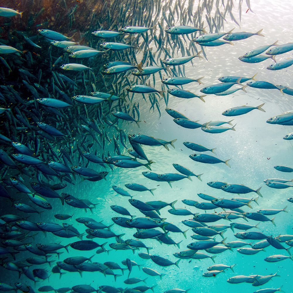 Unterwasseraufnahme von vielen kleinen Fischen, die in einer Gruppe schwimmen. Blaues Wasser und Sonnenlicht.