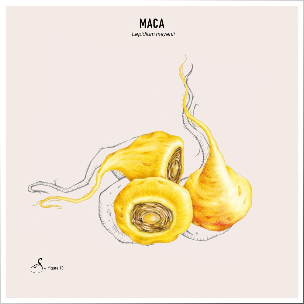 Illustration von drei gelben Maca-Knollen. Beschriftung: Maca, Lepidium meyenii.