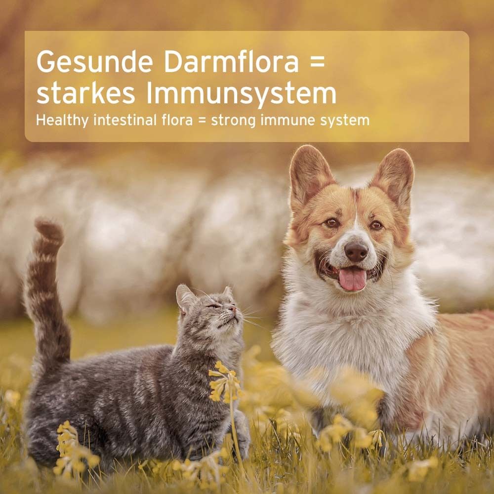 Text: Gesunde Darmflora = starkes Immunsystem. Katze und Hund im Gras.