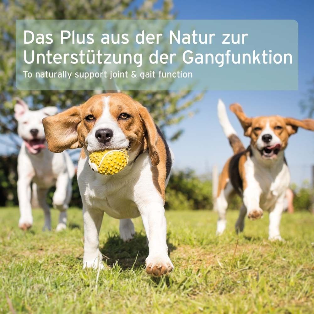 Drei Hunde spielen auf einer Wiese. Text: Das Plus aus der Natur zur Unterstützung der Gangfunktion.
