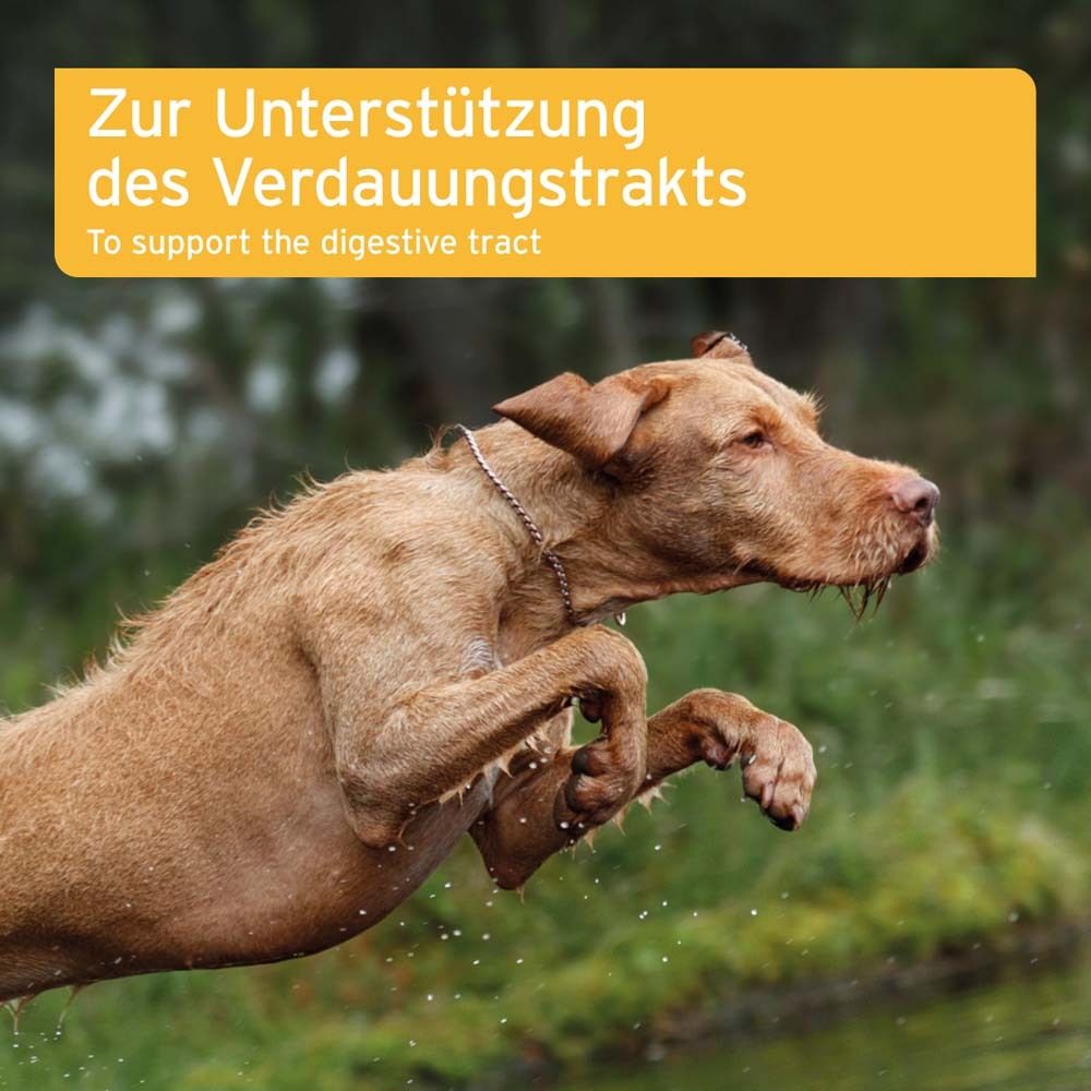 Hund springt ins Wasser. Text: Zur Unterstützung des Verdauungstrakts.