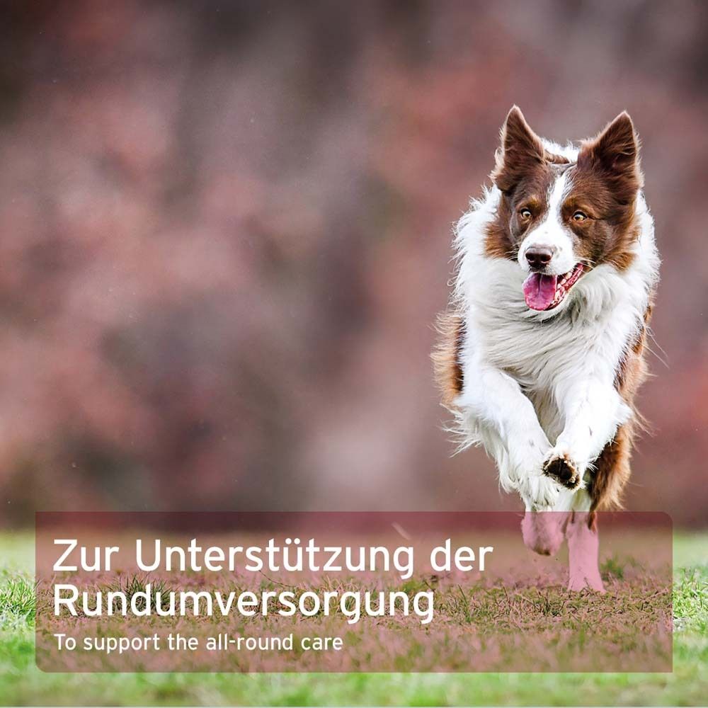 Hund rennt auf einer Wiese. Text: Zur Unterstützung der Rundumversorgung.
