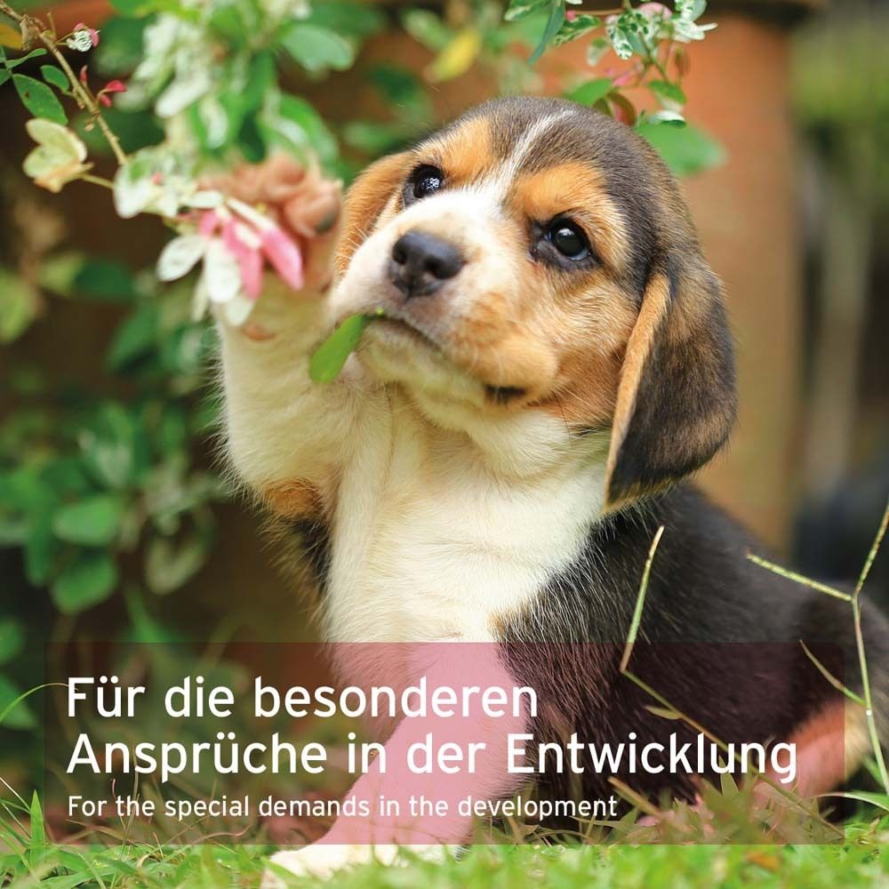 Welpe im Gras, knabbert an Blume. Text: Für die besonderen Ansprüche in der Entwicklung.