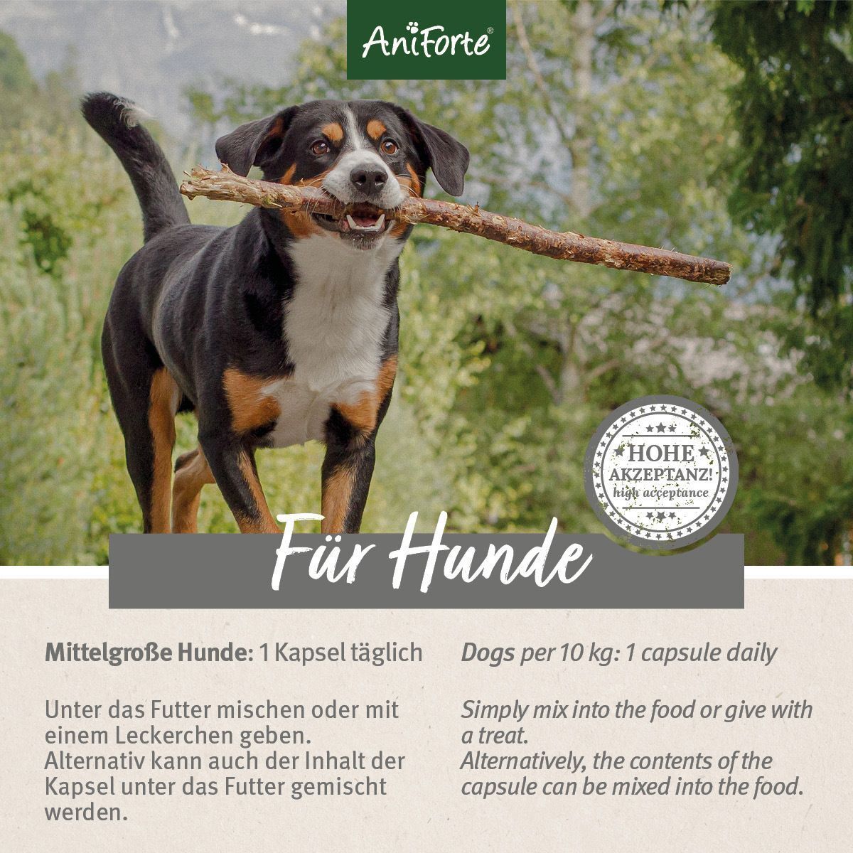 Hund mit einem Stock im Maul, AniForte für Hunde.