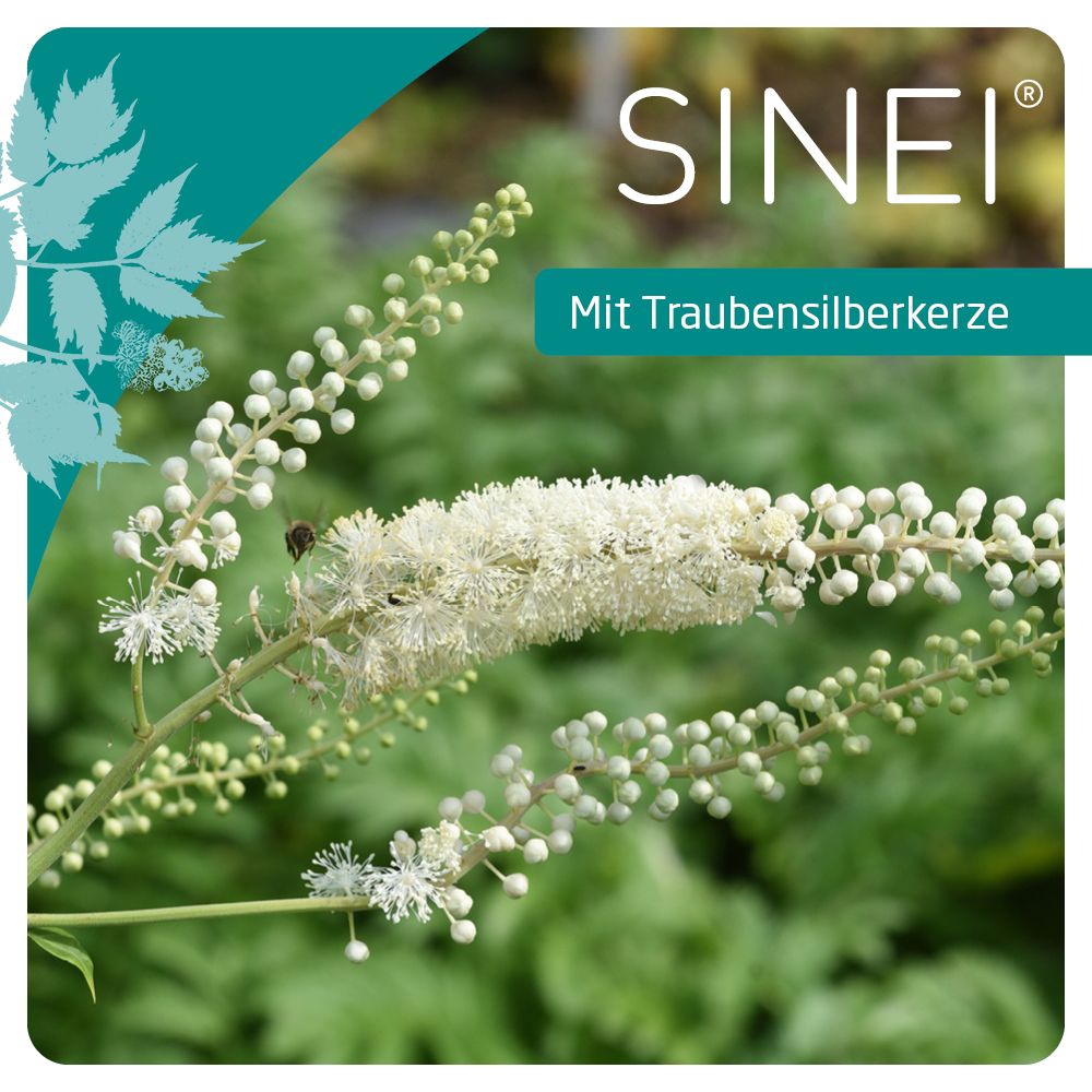 Sinei® 6,5 mg/Hartkapsel