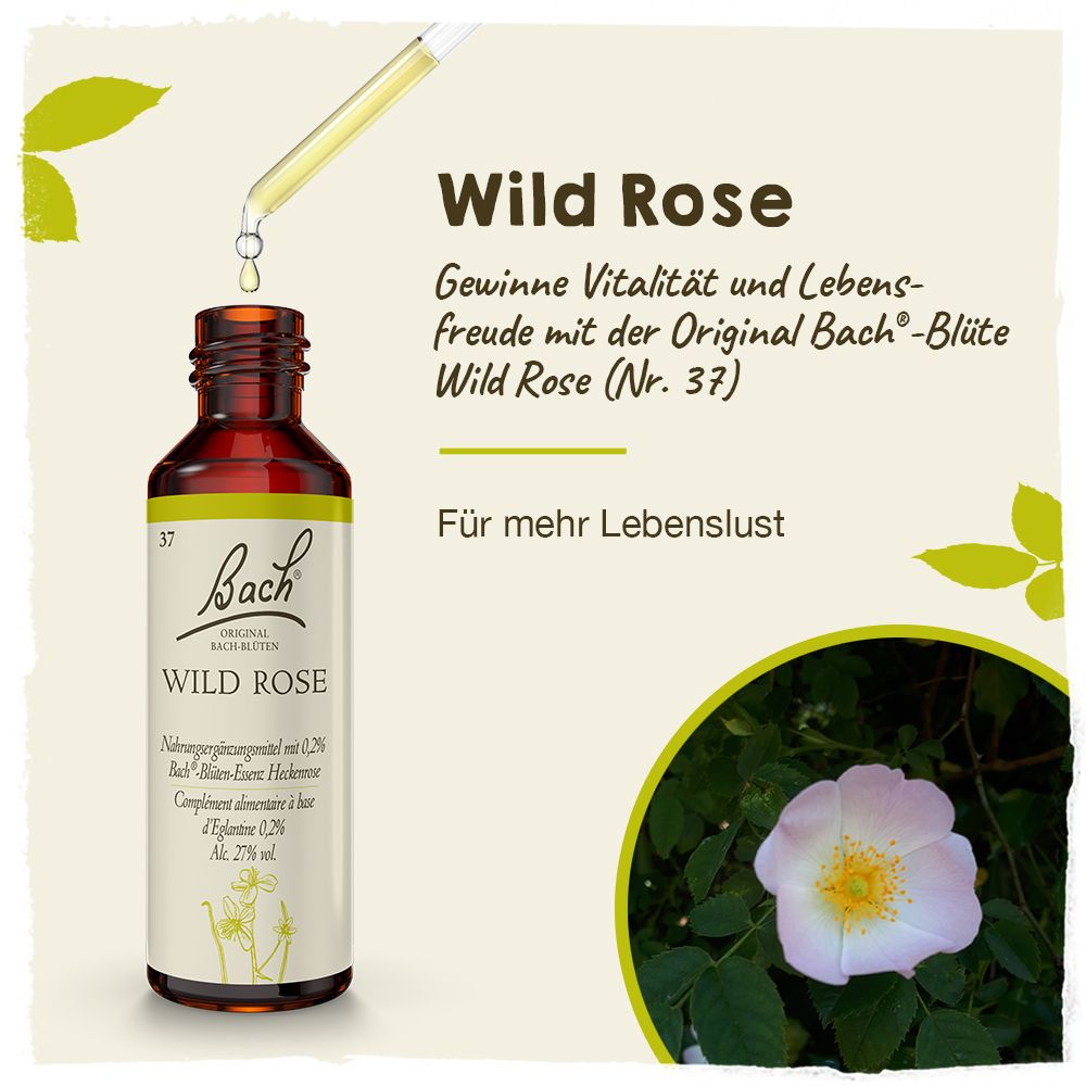 Bachblüten Nr. 37 Wild Rose Tropfen