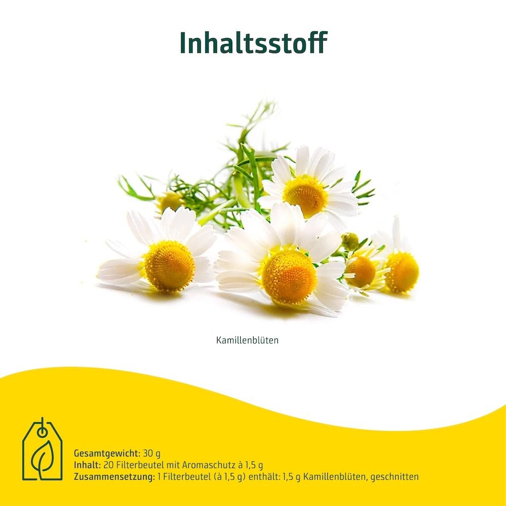 Inhaltsstoff Kamillenblüten: Nahaufnahme von frischen Kamillenblüten, 20 Filterbeutel à 1,5g.