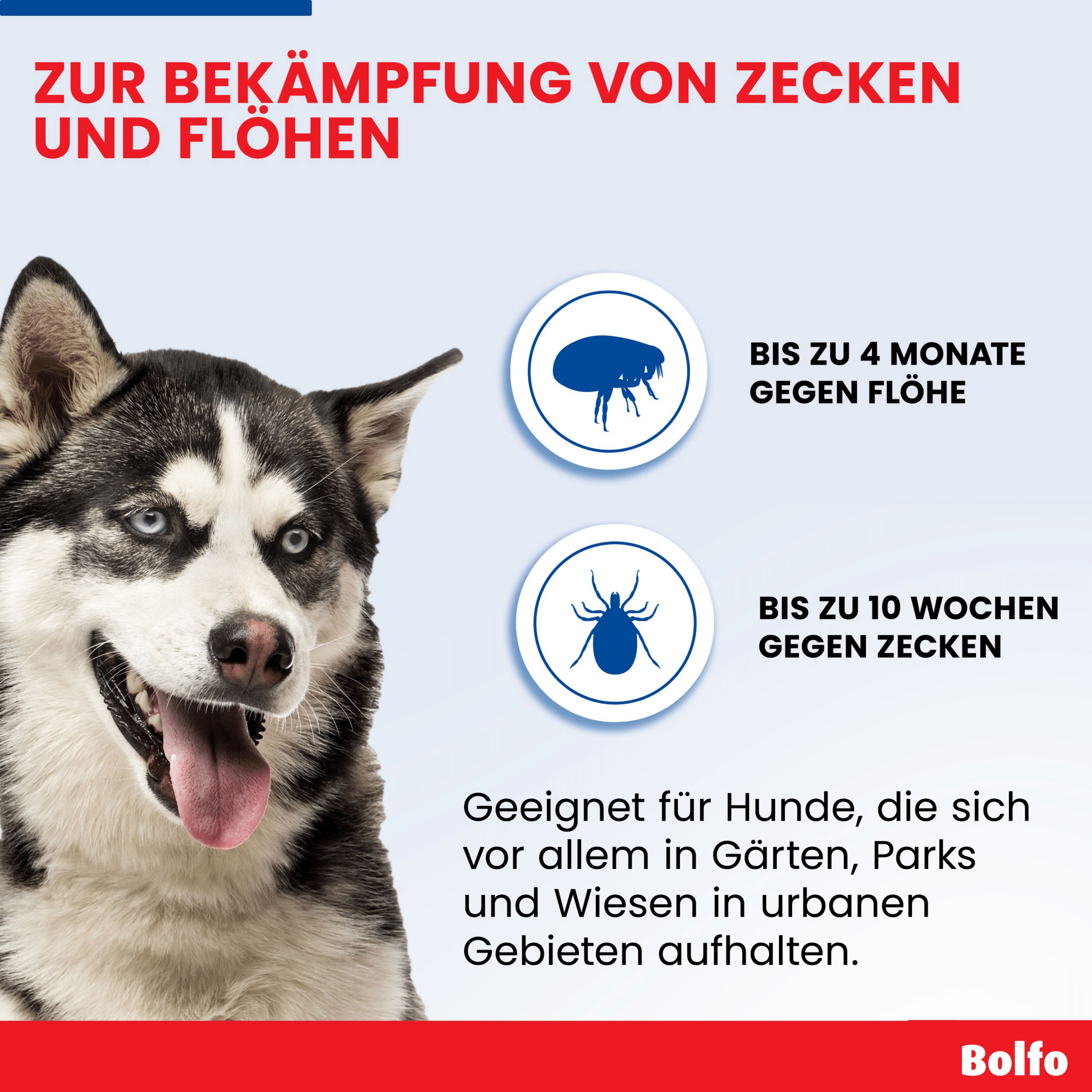 Infografik: Bolfo Zecken- und Flohschutzband. Schutz bis zu 4 Monaten gegen Flöhe und 10 Wochen gegen Zecken.
