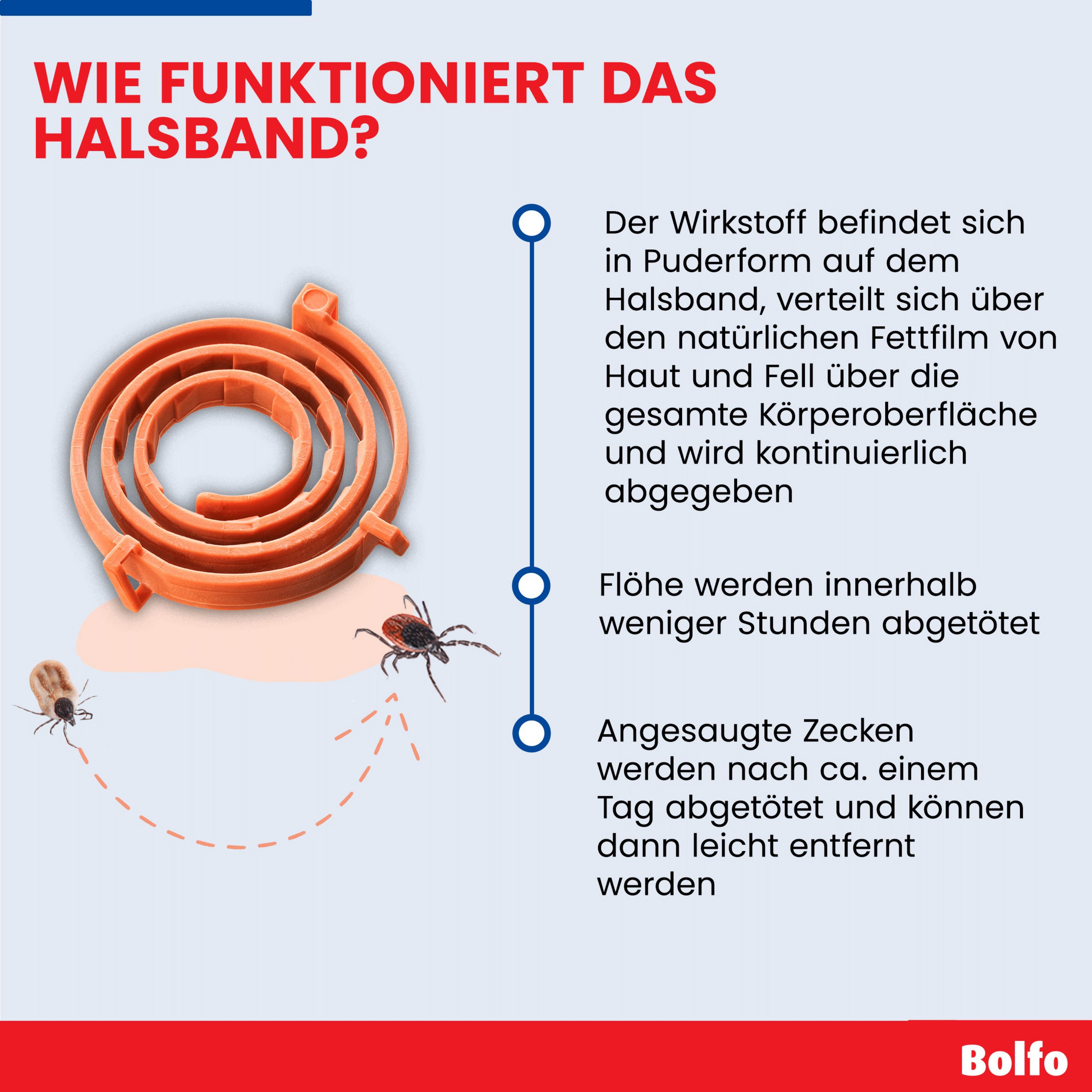 Infografik: Funktionsweise des Bolfo Halsbands. Wirkstoffverteilung, Abtötung von Flöhen und Zecken.